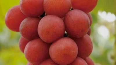 놓치면 후회!✨ 루비로망 솔직 후기 & 꿀팁 대방출🍇